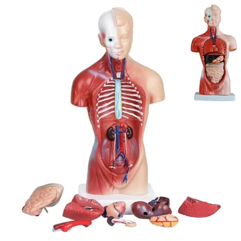 28 см Человеческий Торс Модель тела Анатомия Анатомическое Сердце Мозг Скелет Медицинские Внутренние Органы Учебные принадлежности